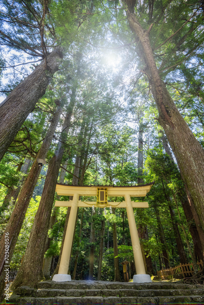 Torii gates in the forest of Japan Torii gates in the forest of Japan