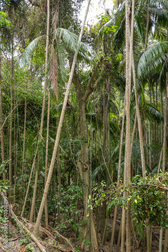 Scenic views on the rainforest canopy at the Tamborine Rainforest Skywalk in Queensland  Australia