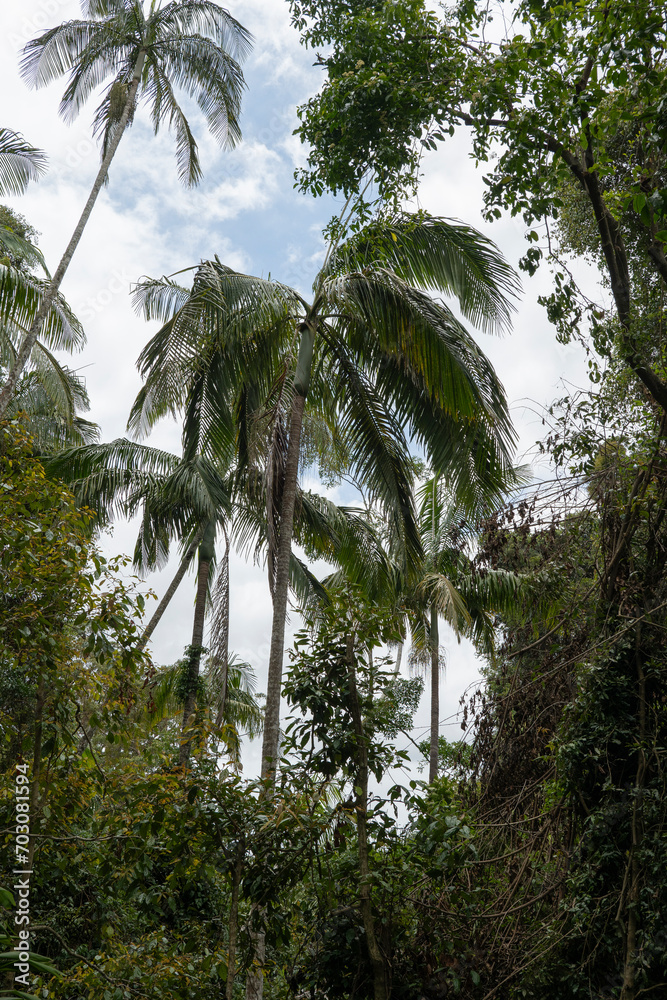 Scenic views on the rainforest canopy at the Tamborine Rainforest Skywalk in Queensland, Australia