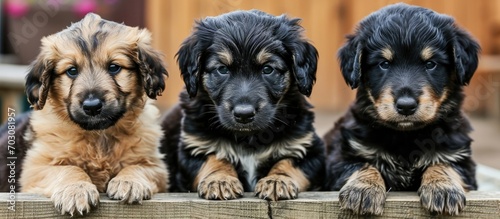 As puppies mature, their sitting style changes from curious and clumsy to more coordinated.
