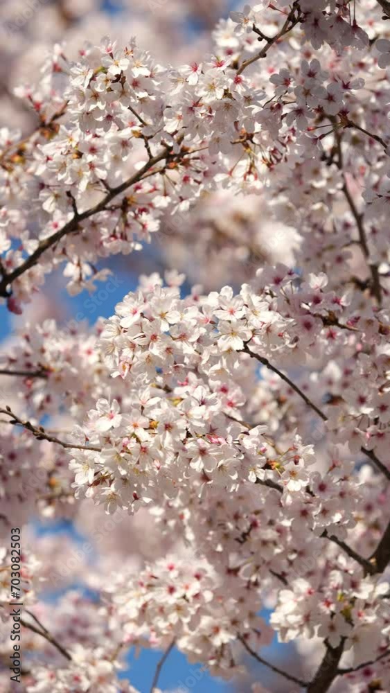 Cherry blossoms or sakura flowers in full bloom swaying in wind in spring, Nature or outdoor, Vertical video for smartphone footage Cherry blossoms or sakura flowers in full bloom swaying in wind in spring, Nature or outdoor, Vertical video for smartphone footage