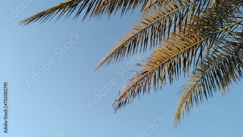 blue sky background with palm leaves