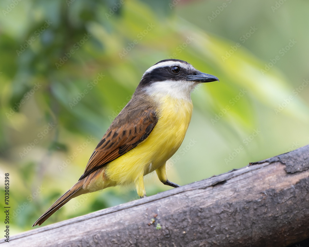 Obraz premium Pitangus sulphuratus