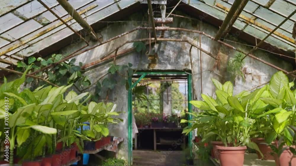 inside traditional greenhouse in old farm, cultivation decorative potted plants for home and garden inside traditional greenhouse in old farm, cultivation decorative potted plants for home and garden