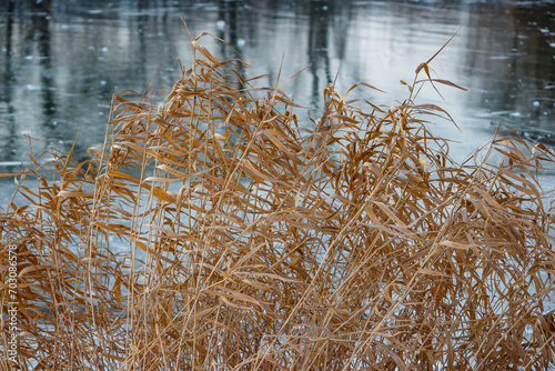 Thickets of yellow dry reeds in winter against the backdrop of an icy pond