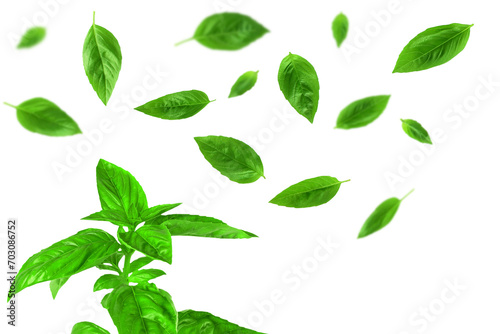 fresh flying green basil leaves herb spice, cutout transparent png background 