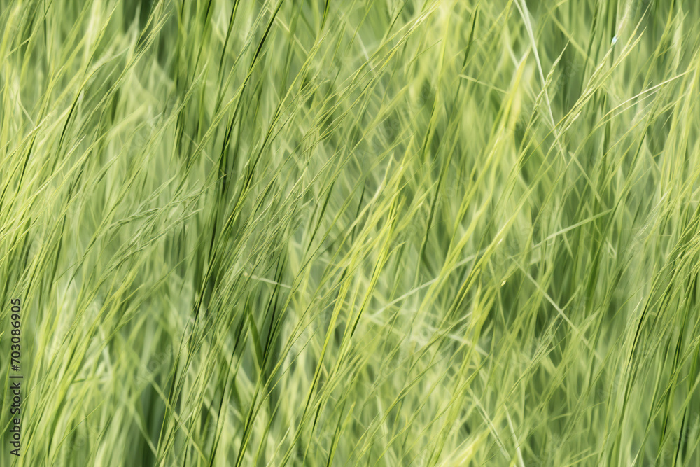 fresh tall green grass in wind background wall texture pattern seamless fresh tall green grass in wind background wall texture pattern seamless