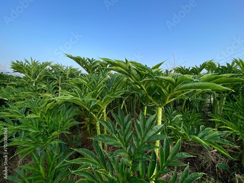 Porang or tuber plant (Amorphophallus muelleri) crop agricultural field