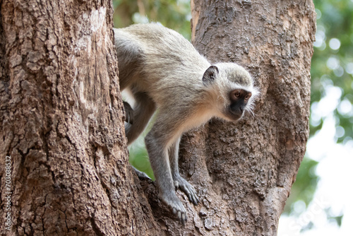 Vervet monkey in large tree in Krueger National Park in South Africa RSA photo