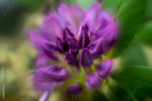 Rhododendron are insect pollinated and produce large amounts of sugar-rich nectar to 'reward' visiting pollinators