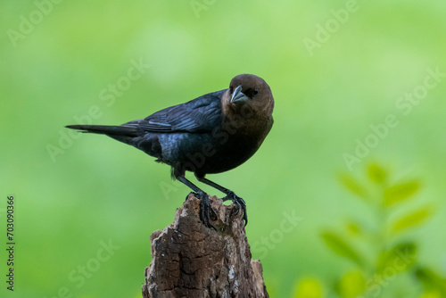 Brown-headed Cowbirds are nest parasites, meaning the females lay their eggs in the nests of smaller birds. Each cowbird chick is raised by “foster parents” of another species. photo