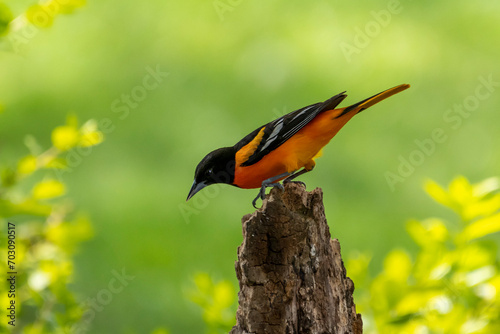 Φωτογραφία The Baltimore oriole is an icterid blackbird common in eastern North America