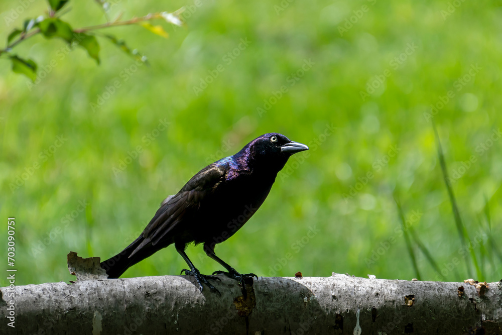 Common Grackle These medium-sized, lanky birds have glossy dark feathers. Their heads look blue or purple in the light, in contrast to their bronzed iridescent bodies. Common Grackle These medium-sized, lanky birds have glossy dark feathers. Their heads look blue or purple in the light, in contrast to their bronzed iridescent bodies.