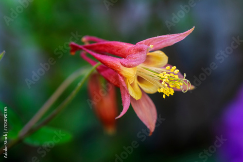 Eastern Red Columbine portrait