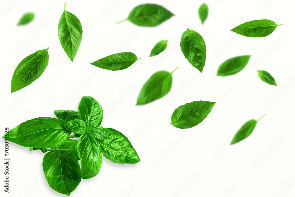 fresh flying green basil leaves herb spice in white background 