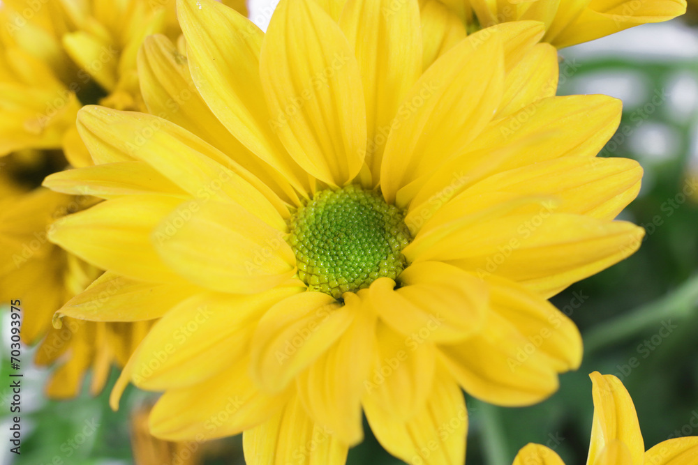 a yellow chrysanthemum in bloom on a white background with leaves and stems a yellow chrysanthemum in bloom on a white background with leaves and stems