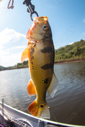 Fish from the Mutuca River in Sport Fishing of the Tucunaré Species photo