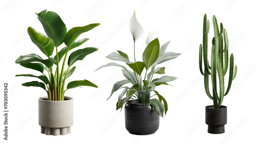 Indoor Exotic Potted Plants Alpha Strelitzia Cactus Peace Lily - obrazy, fototapety, plakaty 