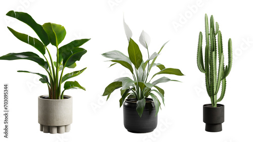 Indoor Exotic Potted Plants Alpha Strelitzia Cactus Peace Lily