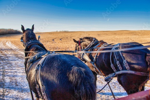 horse in winter