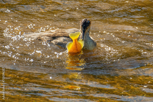 Common mergansers are often known as 