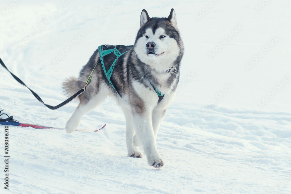 The Alaskan Malamute sled dog breed, designed for harness work, is one of the oldest dog breeds in the winter forest.