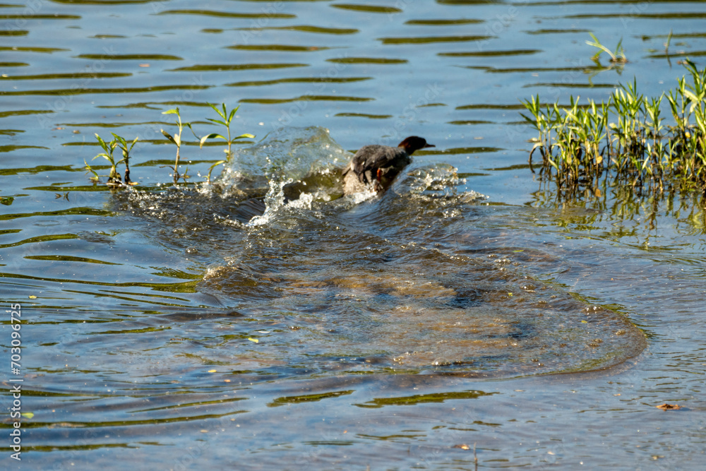Common Mergansers are streamlined ducks that float gracefully down small rivers or shallow shorelines. The males are striking with clean white bodies, Common Mergansers are streamlined ducks that float gracefully down small rivers or shallow shorelines. The males are striking with clean white bodies,