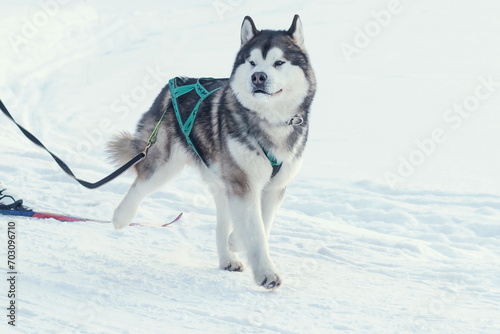 The Alaskan Malamute sled dog breed, designed for harness work, is one of the oldest dog breeds in the winter forest.