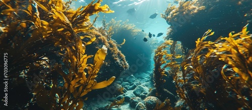Brown kelp Ecklonia radiata thrives on underwater rocks. photo