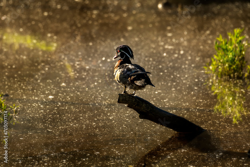 Photography Wood duck on a log early in the morning in the fog