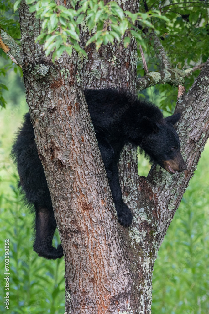 Fototapeta premium Black bears also eat berries and fruits, which are essential to vary the bear’s diet. 