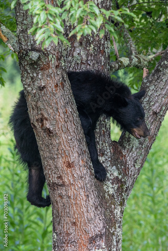 Black bears also eat berries and fruits, which are essential to vary the bear’s diet. 