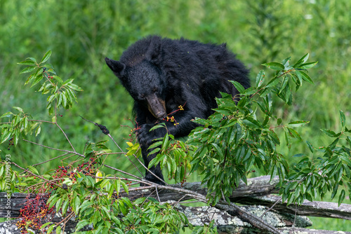 Black bears also eat berries and fruits, which are essential to vary the bear’s diet.  photo