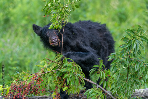 Black bears also eat berries and 