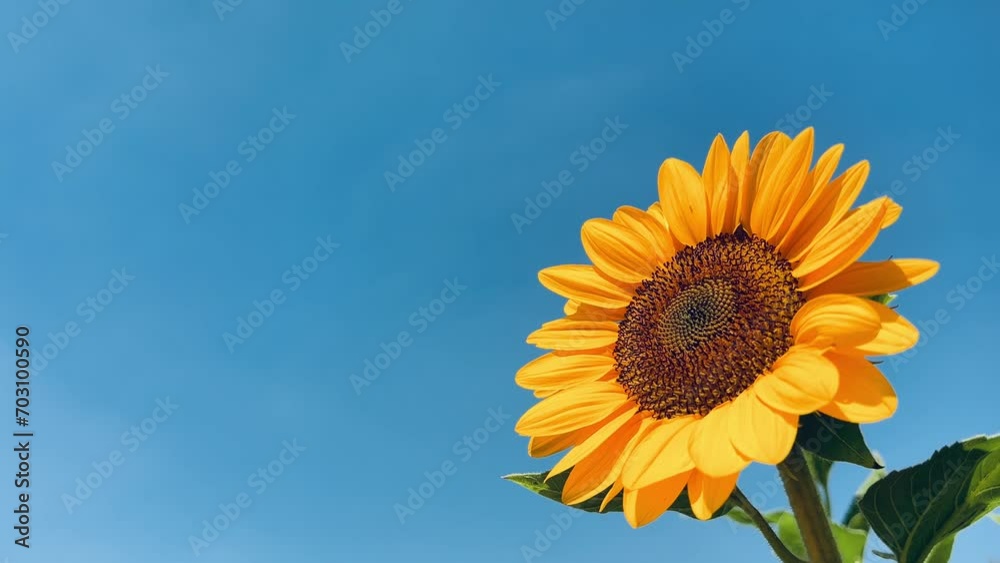 Sunflowers on blue sky background. Fields with sunflowers in the summer. Agricultural industry, production of sunflower oil. 4K UHD video Sunflowers on blue sky background. Fields with sunflowers in the summer. Agricultural industry, production of sunflower oil. 4K UHD video