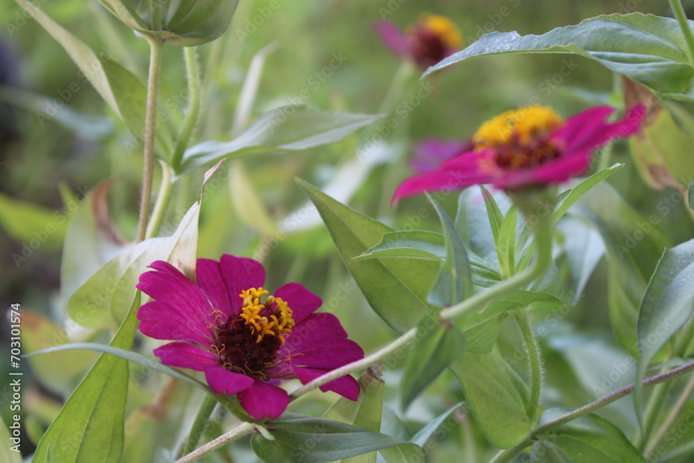 The captivating beauty of a purple Zinnia flower, showcasing its vibrant petals and detailed center against a lush green background The captivating beauty of a purple Zinnia flower, showcasing its vibrant petals and detailed center against a lush green background