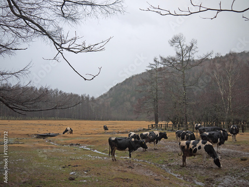 Herd of Cows grazing on the on famous Kotoku farm pasture on rainy autumn day in Nikko, Japan photo