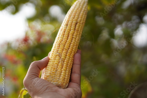 A Sweet Corn Cob © kk Zümbül