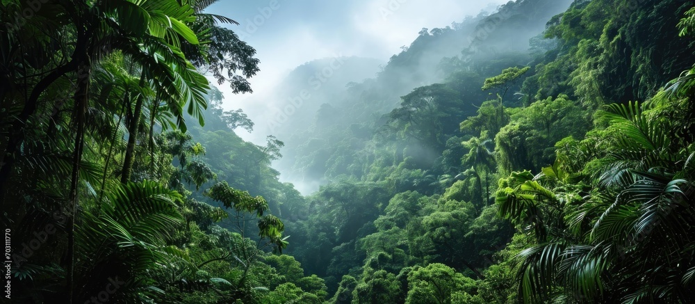 Tropical forests moisten mountains and absorb CO2 from the air. - obrazy, fototapety, plakaty 