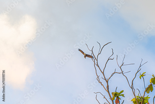 Thai Asian bald eagle soars against the sky  Patong Beach  Phuket  clear blue.