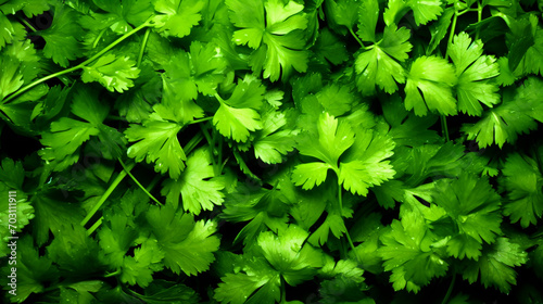 Green parsley leaves pattern wallpaper - ai generative photo