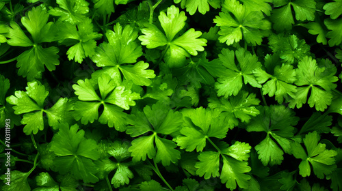 Green parsley leaves pattern wallpaper - ai generative