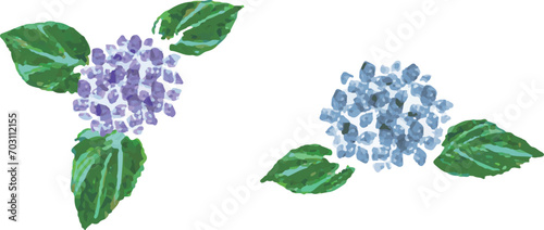 アジサイの花と葉の水彩ベクターイラスト	
