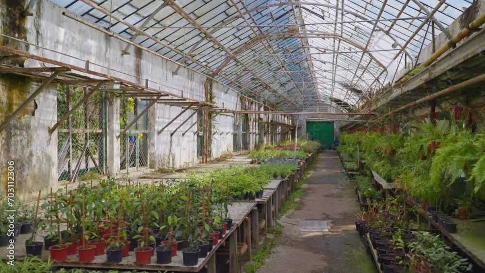 eco farm for growing decorative potted plants and sprouts, inside old building of greenhouse eco farm for growing decorative potted plants and sprouts, inside old building of greenhouse