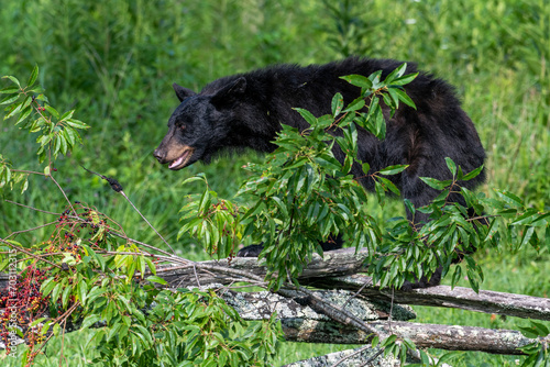 Black bears also eat berries and fruits, which are essential to vary the bear’s diet