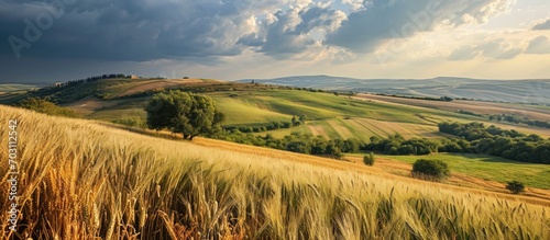 Agricultural view of wheat and corn fields on Titel Hill, a loess hillock in Vojvodina, Serbia. photo