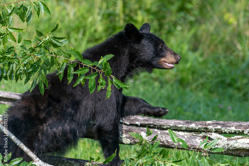 Black bears also eat berries and fruits, which are essential to vary the bear’s diet.