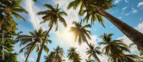 In India, palm trees with fruits stand beneath the open sky.