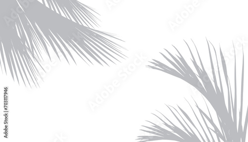 Abstract background of palm leaves or coconut leaves on top. Natural pattern  gray shadow. Copy space or empty. For advertisements  business cards  brochures and white backgrounds.