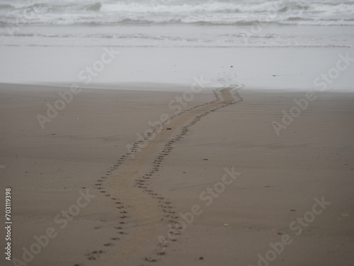 Seal tracks on Pacific Coast